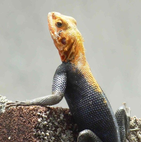 Faunes de Côte d'Ivoire